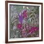 Fuchsia Nights-Ruth Palmer-Framed Art Print