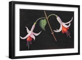 Fuchsia's,  pastel-Margo Starkey-Framed Giclee Print