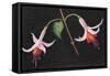 Fuchsia's,  pastel-Margo Starkey-Framed Stretched Canvas