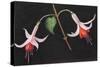 Fuchsia's,  pastel-Margo Starkey-Stretched Canvas