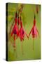 Fuchsia Widely Naturalised in Western Britain-null-Stretched Canvas