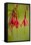 Fuchsia Widely Naturalised in Western Britain-null-Framed Stretched Canvas