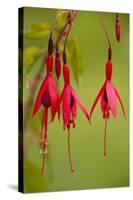 Fuchsia Widely Naturalised in Western Britain-null-Stretched Canvas