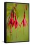 Fuchsia Widely Naturalised in Western Britain-null-Framed Stretched Canvas