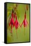 Fuchsia Widely Naturalised in Western Britain-null-Framed Stretched Canvas