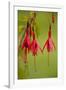 Fuchsia Widely Naturalised in Western Britain-null-Framed Photographic Print