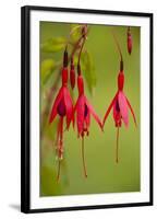 Fuchsia Widely Naturalised in Western Britain-null-Framed Photographic Print