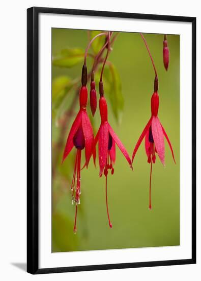 Fuchsia Widely Naturalised in Western Britain-null-Framed Photographic Print