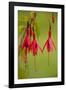 Fuchsia Widely Naturalised in Western Britain-null-Framed Photographic Print