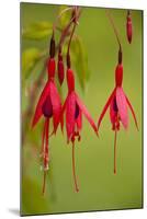 Fuchsia Widely Naturalised in Western Britain-null-Mounted Photographic Print