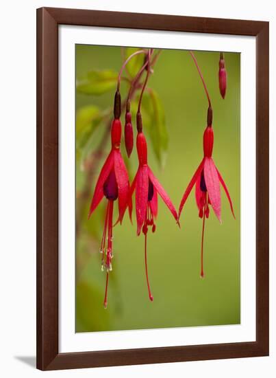 Fuchsia Widely Naturalised in Western Britain-null-Framed Photographic Print