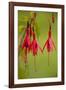 Fuchsia Widely Naturalised in Western Britain-null-Framed Photographic Print