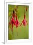 Fuchsia Widely Naturalised in Western Britain-null-Framed Photographic Print