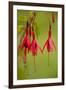 Fuchsia Widely Naturalised in Western Britain-null-Framed Photographic Print