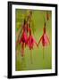 Fuchsia Widely Naturalised in Western Britain-null-Framed Photographic Print