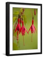 Fuchsia Widely Naturalised in Western Britain-null-Framed Photographic Print