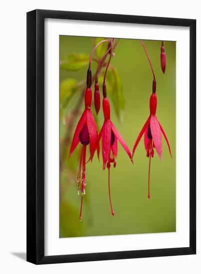 Fuchsia Widely Naturalised in Western Britain-null-Framed Photographic Print