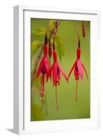 Fuchsia Widely Naturalised in Western Britain-null-Framed Photographic Print