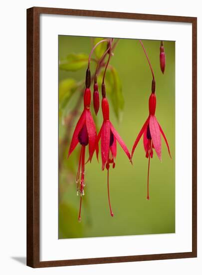 Fuchsia Widely Naturalised in Western Britain-null-Framed Photographic Print