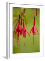 Fuchsia Widely Naturalised in Western Britain-null-Framed Photographic Print