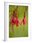 Fuchsia Widely Naturalised in Western Britain-null-Framed Photographic Print