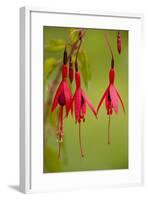 Fuchsia Widely Naturalised in Western Britain-null-Framed Photographic Print