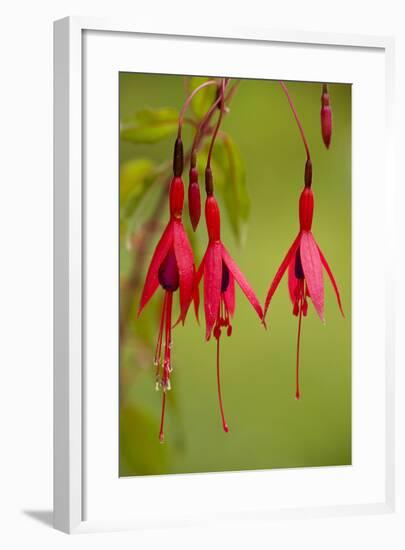 Fuchsia Widely Naturalised in Western Britain-null-Framed Photographic Print