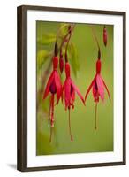 Fuchsia Widely Naturalised in Western Britain-null-Framed Photographic Print