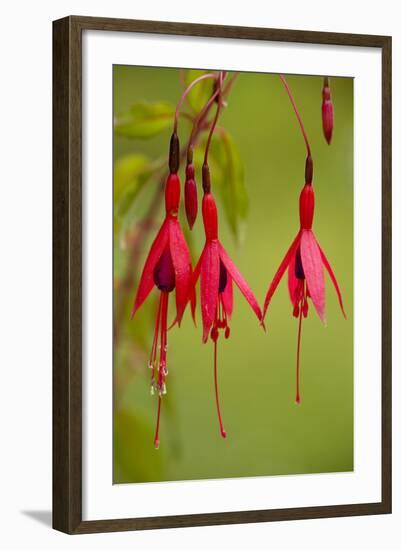 Fuchsia Widely Naturalised in Western Britain-null-Framed Photographic Print