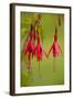 Fuchsia Widely Naturalised in Western Britain-null-Framed Photographic Print