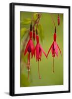 Fuchsia Widely Naturalised in Western Britain-null-Framed Photographic Print