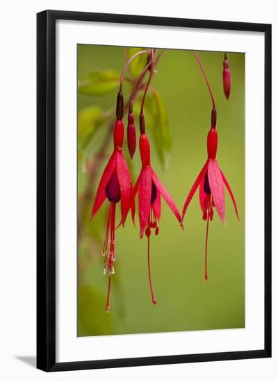 Fuchsia Widely Naturalised in Western Britain-null-Framed Photographic Print