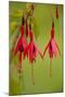 Fuchsia Widely Naturalised in Western Britain-null-Mounted Photographic Print