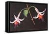 Fuchsias from My Garden-Margo Starkey-Framed Stretched Canvas