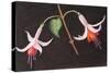 Fuchsias from My Garden-Margo Starkey-Stretched Canvas