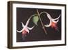 Fuchsias from My Garden-Margo Starkey-Framed Giclee Print