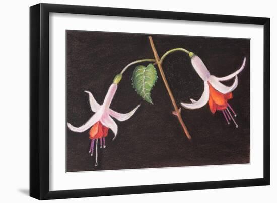 Fuchsias from My Garden-Margo Starkey-Framed Giclee Print