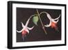 Fuchsias from My Garden-Margo Starkey-Framed Giclee Print