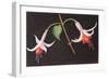 Fuchsias from My Garden-Margo Starkey-Framed Giclee Print