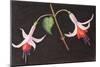 Fuchsias from My Garden-Margo Starkey-Mounted Giclee Print