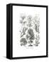 Fucoideae, 1899-1904-null-Framed Stretched Canvas