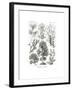 Fucoideae, 1899-1904-null-Framed Giclee Print