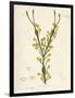 Fucus nodosus-Henry Bradbury-Framed Giclee Print