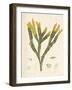 Fucus serratus-Henry Bradbury-Framed Giclee Print