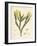 Fucus serratus-Henry Bradbury-Framed Giclee Print