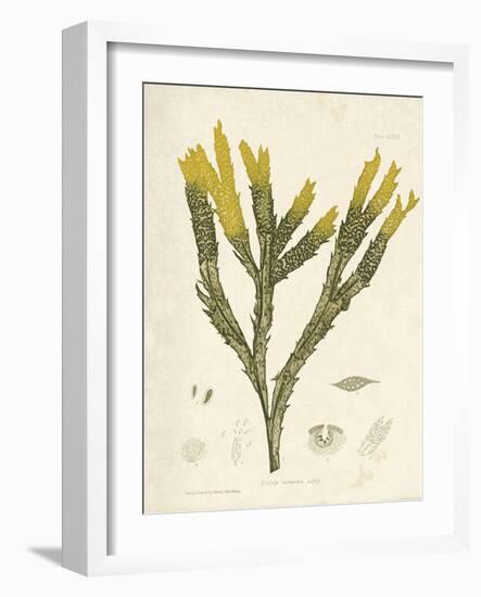 Fucus serratus-Henry Bradbury-Framed Giclee Print