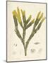 Fucus serratus-Henry Bradbury-Mounted Giclee Print
