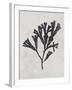 Fucus vesiculosus - Noir-Henry Bradbury-Framed Giclee Print