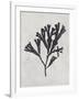 Fucus vesiculosus - Noir-Henry Bradbury-Framed Giclee Print