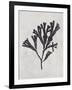 Fucus vesiculosus - Noir-Henry Bradbury-Framed Giclee Print